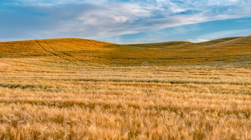 Magic Weizenbauernhoffelder im palouse Washington stockbilder