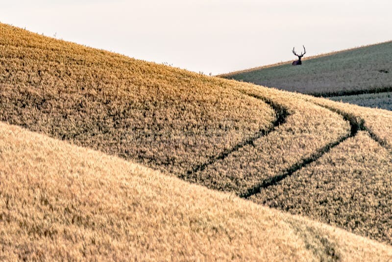 Magic Weizenbauernhoffelder im palouse Washington stockbild