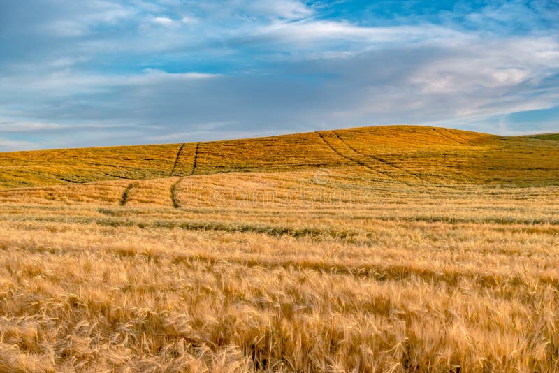 Magic Weizenbauernhoffelder im palouse Washington lizenzfreie stockbilder