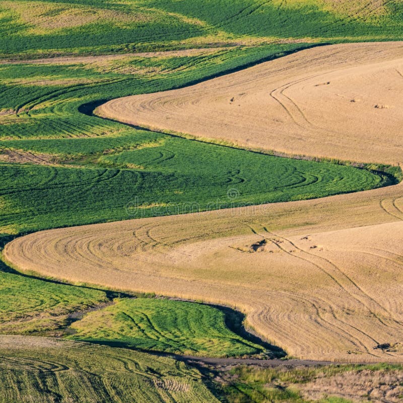 Magic Weizenbauernhoffelder im palouse Washington lizenzfreies stockfoto