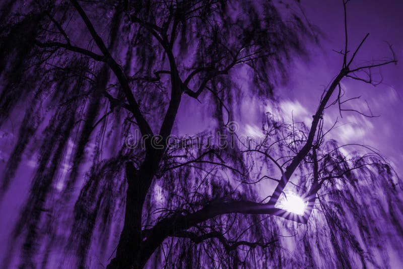 Magic willow tree stock photography