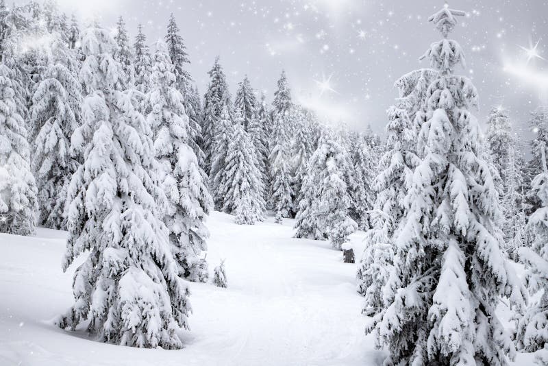 Magic Winter Landscape with Snowy Fir Trees Stock Photo - Image of ...