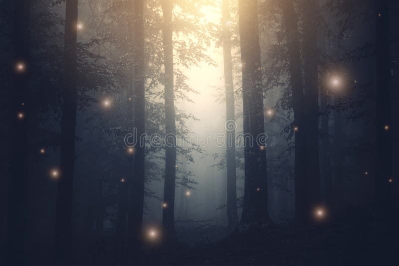 Magical fantasy fairy lights in enchanted forest with fog