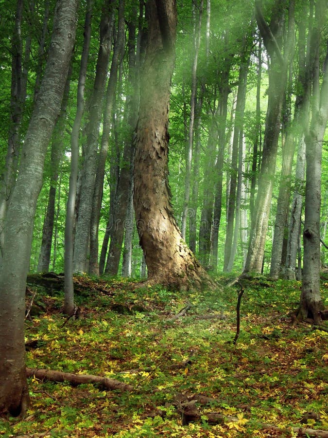 magical forest hours magical forest hours