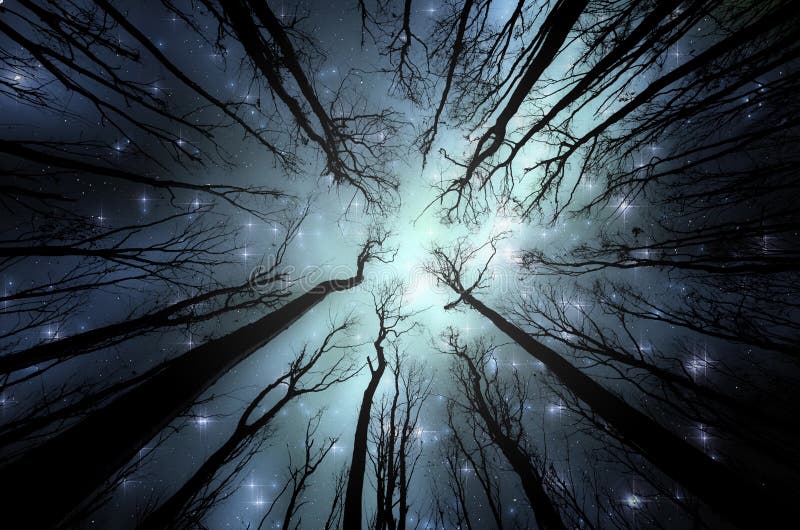 Magical forest with stars on the sky