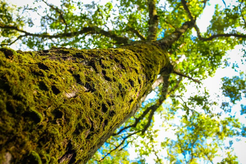 Magical Fresh Green Forest Big Tree Stock Photo Image of green, color