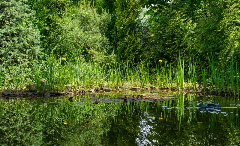 Magical garden pond with blooming water lilies and irises. Evergreens on shore are reflected in water. Skimmer floats royalty free stock photos