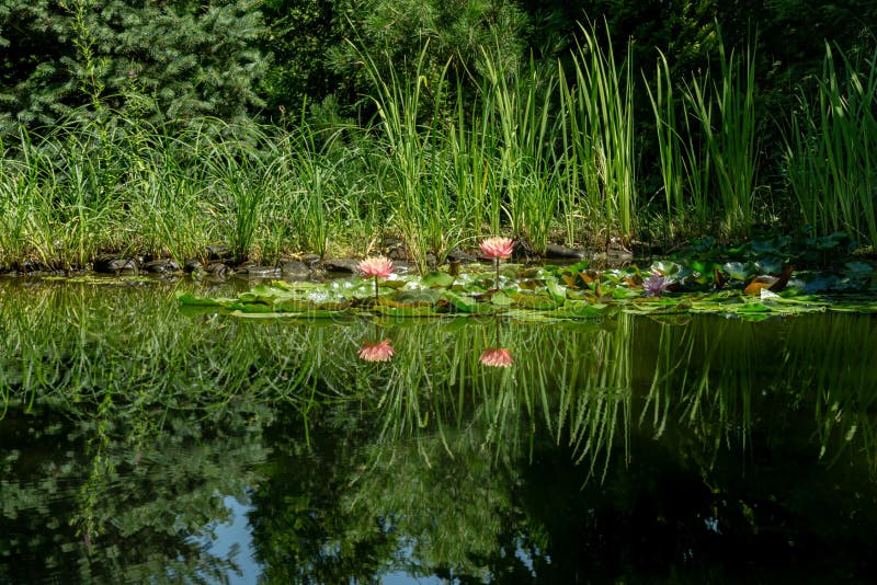 Magical garden pond with blooming water lilies and lotus flowers. royalty free stock photos