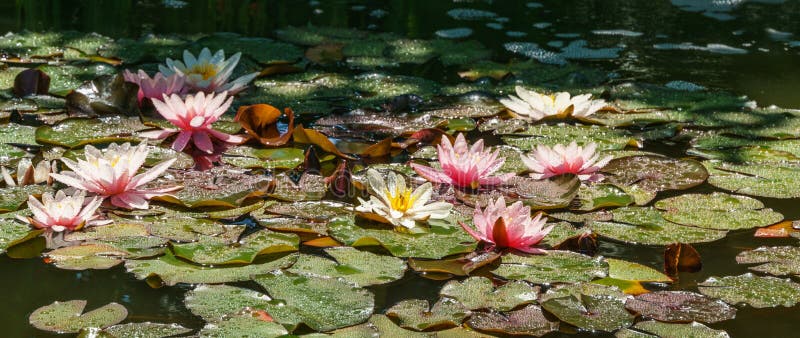 Magical garden pond with pink and white blooming water lilies and lotus flower Marliacea Rosea after rain. Close-up of nympheas royalty free stock photos