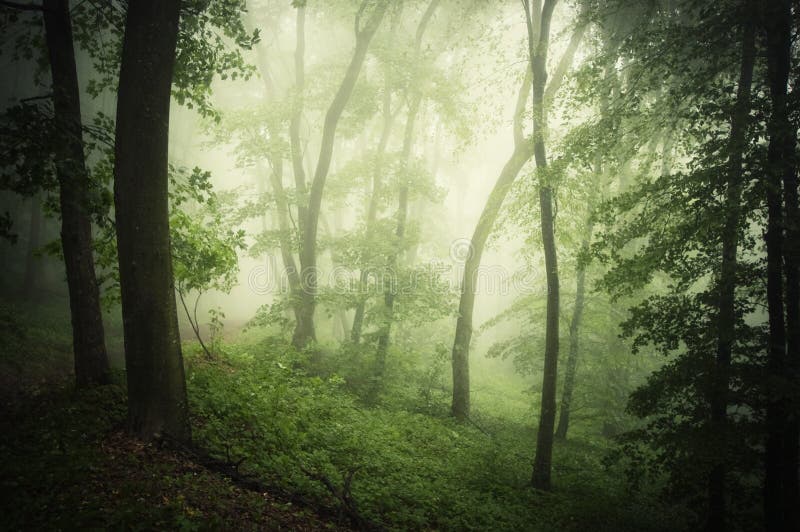 Magical green forest with fog in the summer