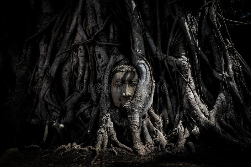 Magical head of sandstone buddha in trunk or roots tree