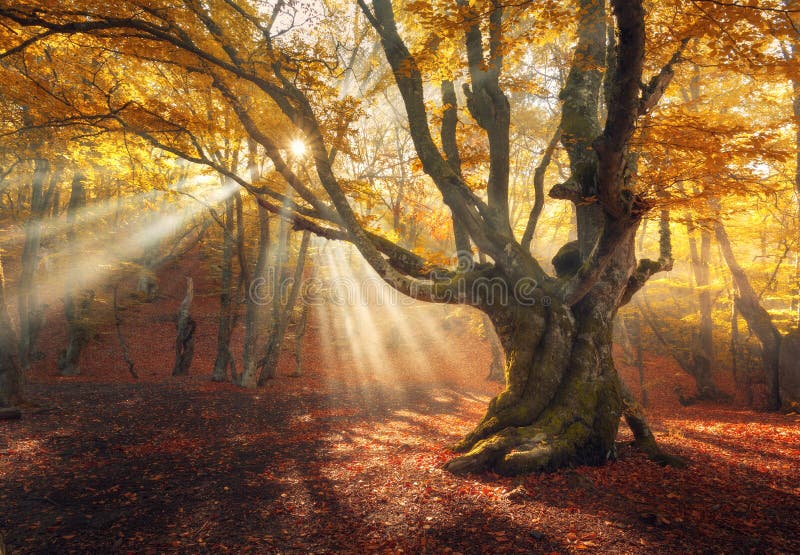 Magical old tree. Autumn forest in fog with sun rays. Autumn forest in fog with sun rays. Magical old tree at sunrise. Colorful landscape with foggy forest stock photos