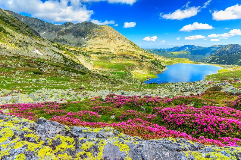 magical-rhododendron-flowers-bucura-mountain-lakes-retezat-mountains-romania-glacier-lake-high-stunning-pink-national-park-52404487.jpg