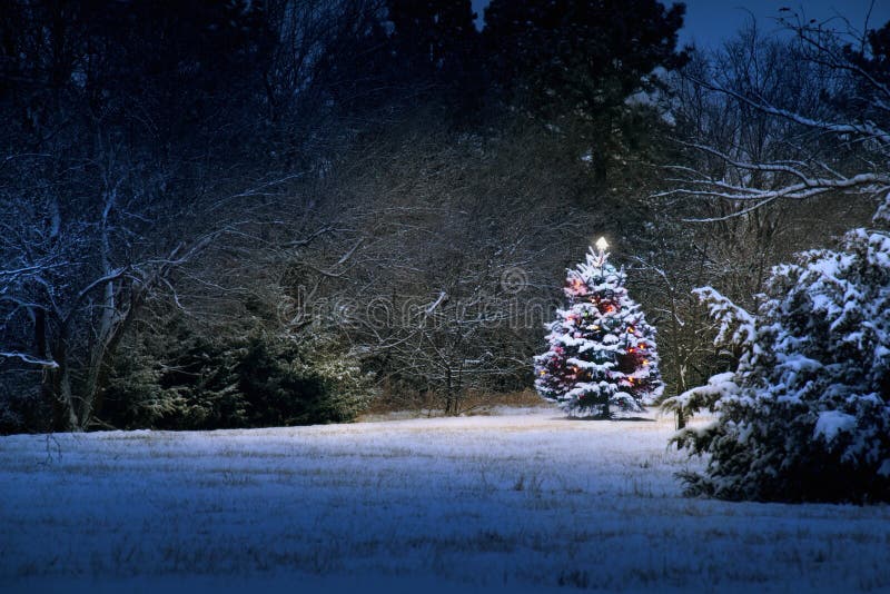 Éste la nieve cubierto árbol de navidad bastidores afuera claramente contra oscuro azul tonos de Éste la nieve cubierto escena.