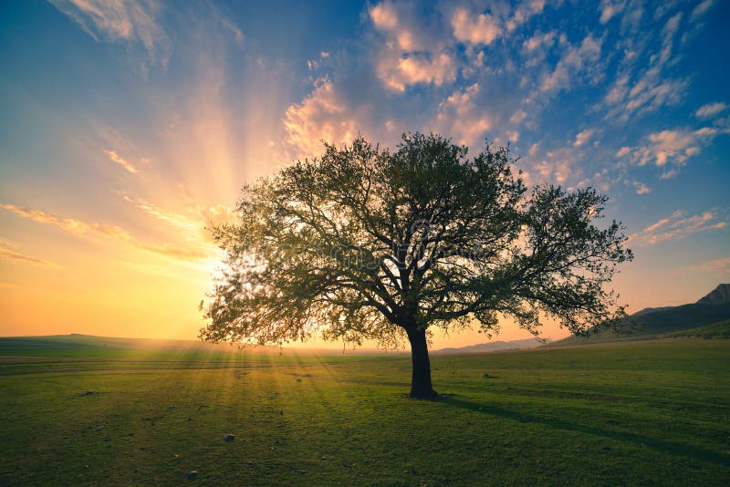 Magical sunrise with warm sun rays, green meadow and big tree