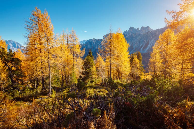 Magical Yellow Larches Glowing in the Sunlight. Location Place Dolomite ...