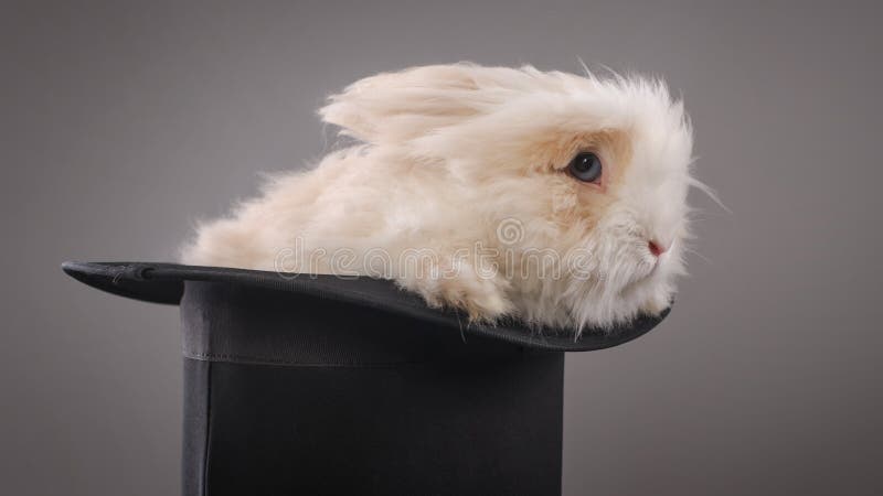 Magiczny kapelusz z pięknym białym królikiem obrazy stock Magiczny kapelusz z pięknym białym królikiem obrazy stock