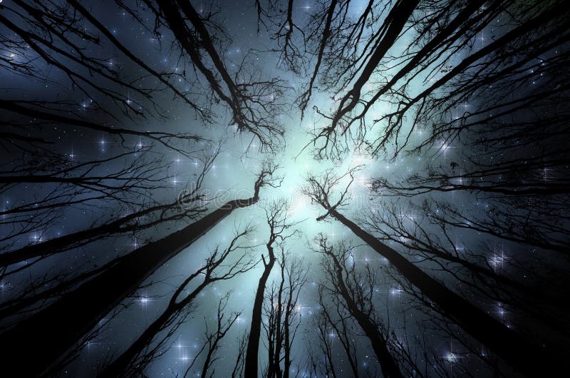 Magiczny las z gwiazdami na niebie