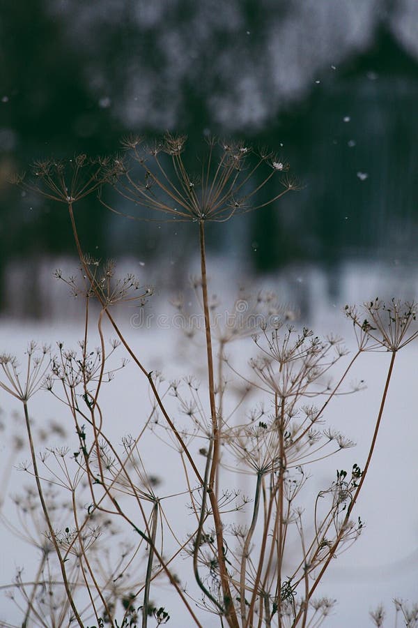 Magie d'hiver de nature image stock Magie d'hiver de nature image stock