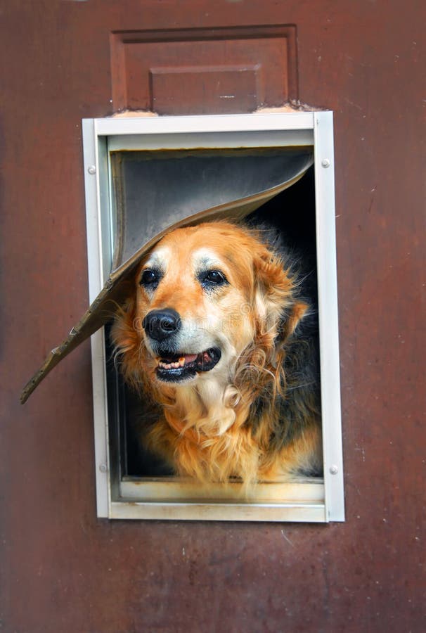 Aging dog and aging home. Dog peeks out of his run down home complete with flap and window. Door need painting. Aging dog and aging home. Dog peeks out of his run down home complete with flap and window. Door need painting.