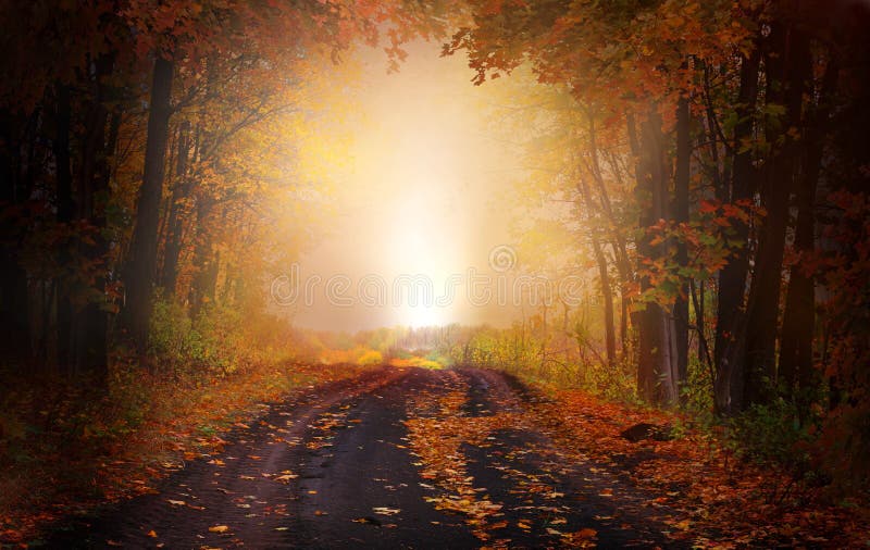 Magisch bosSchitterend herfstlandschap royalty-vrije stock foto's Magisch bosSchitterend herfstlandschap royalty-vrije stock foto's