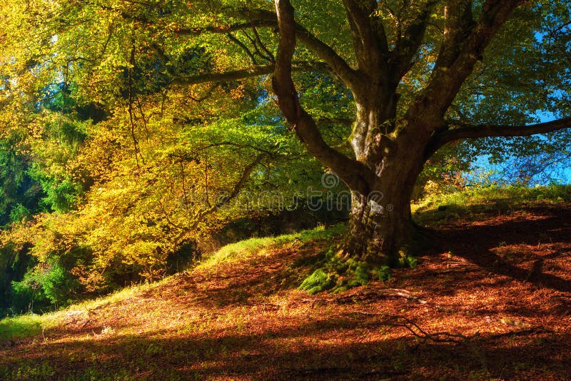 Magische Herbstlandschaft mit bunten gefallenen Blättern, altem Baum im goldenen Wald u. x28; Harmonie, Entspannung - concept& x2