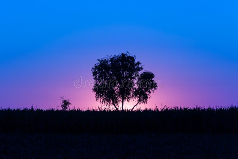 Sunrise over the soya and corn field and one tree in the Pannonian Plain. Sunrise over the soya and corn field and one tree in the Pannonian Plain