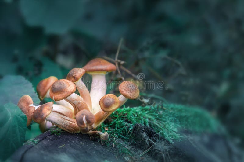 Magische Pilzarchivbilder Eine Gruppe magische Pilze