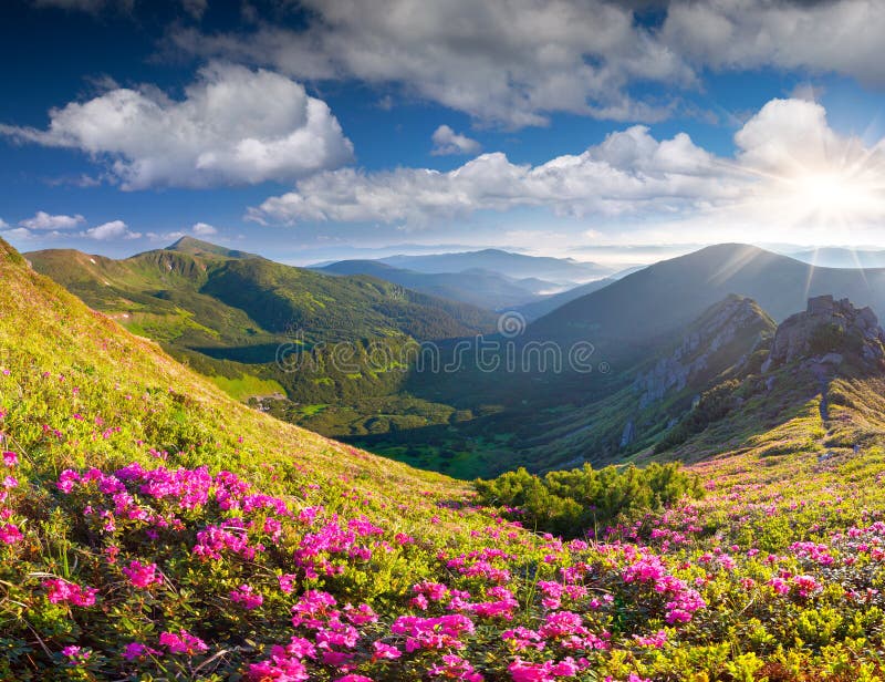 Magische rosa Rhododendronblumen im Sommerberg lizenzfreie stockbilder Magische rosa Rhododendronblumen im Sommerberg lizenzfreie stockbilder