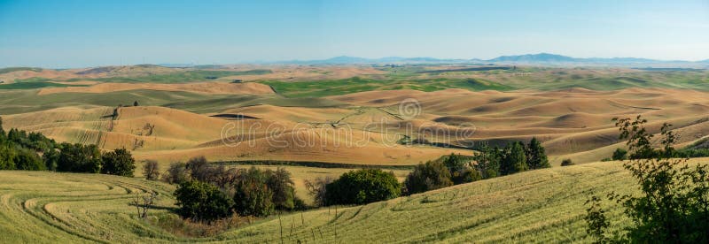 Magische Weizenfelder in palouse washington lizenzfreies stockfoto