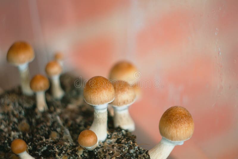magiska champinjoner Psilocybin Cubensis Hem- champinjonodling royaltyfri fotografi magiska champinjoner Psilocybin Cubensis Hem- champinjonodling royaltyfri fotografi