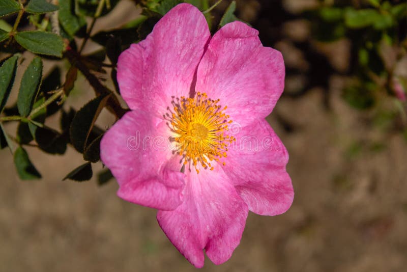 Magiska lösa den rosRosa Gallica ’Essig rosen royaltyfri foto Magiska lösa den rosRosa Gallica ’Essig rosen royaltyfri foto