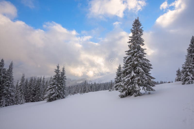 Magiskt vinterlandskap - prydliga träd som täckas med snö arkivbilder Magiskt vinterlandskap - prydliga träd som täckas med snö arkivbilder