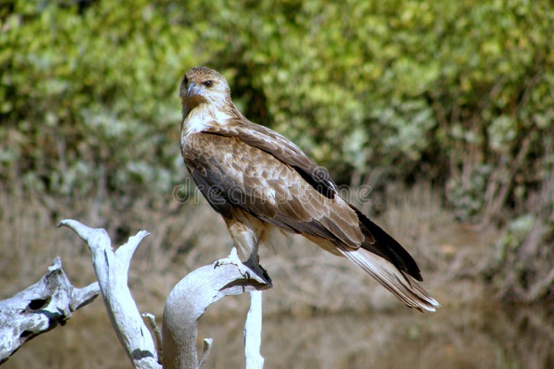 Jastrząb na Wyspie Magnetycznej zdjęcie royalty free