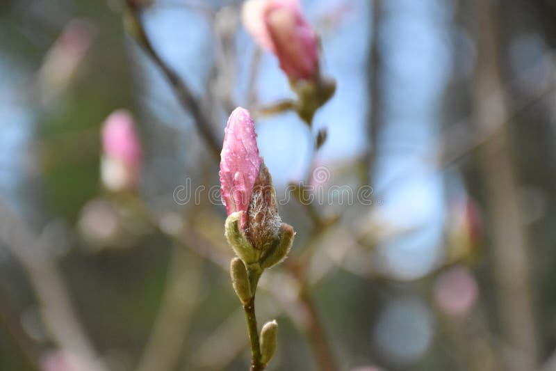 Magnete di magnolia rosa ravvicinata con gocce di rugiada immagini stock libere da diritti