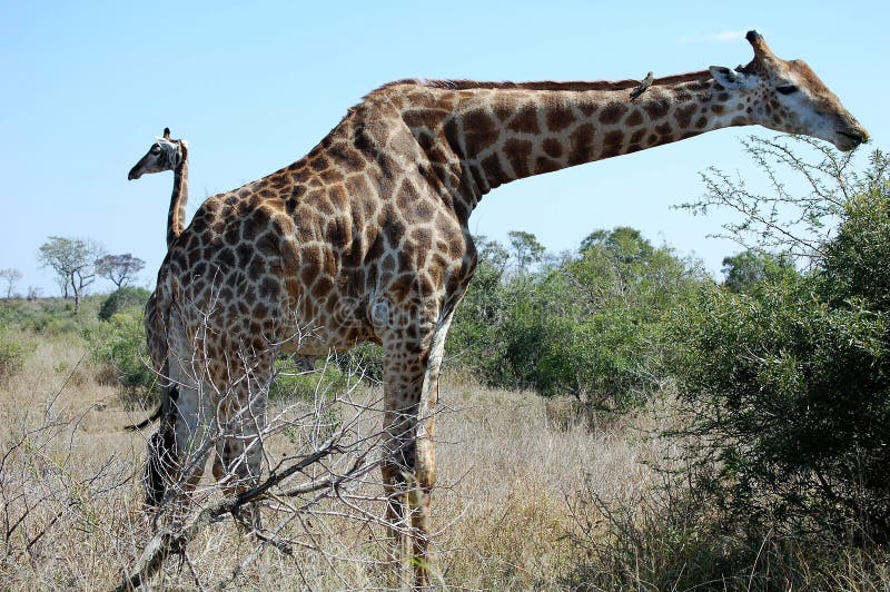 A Magnificent African Giraffe with Long Neck Stock Photo Image of