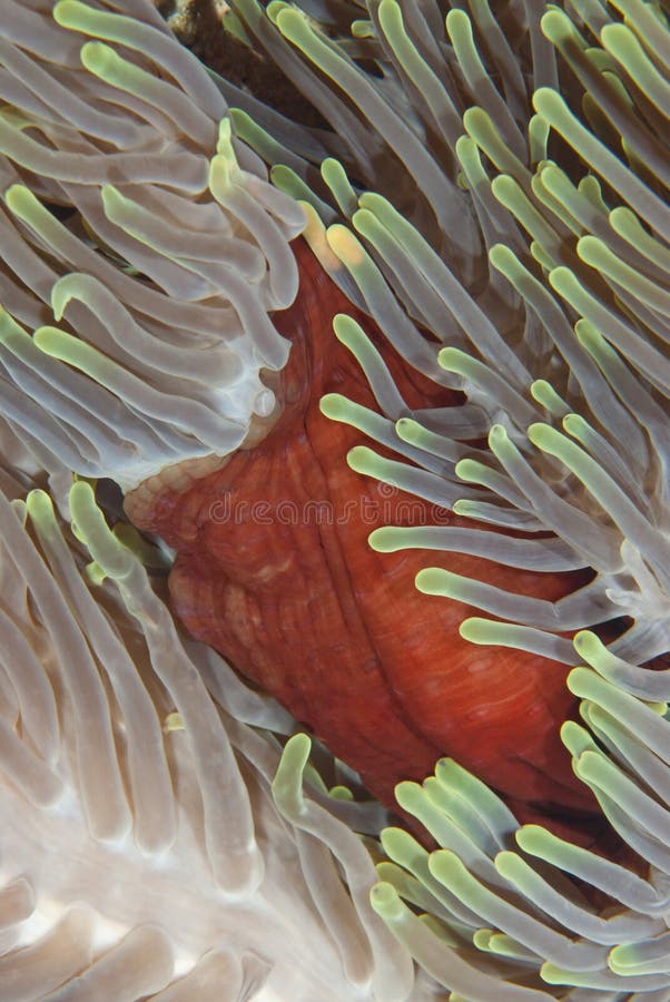 Magnificent anemone close-up. stock photos