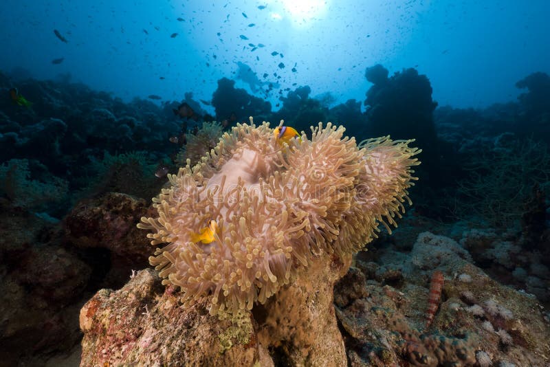 Magnificent Anemone in the Red Sea. Stock Photo - Image of depth, color ...