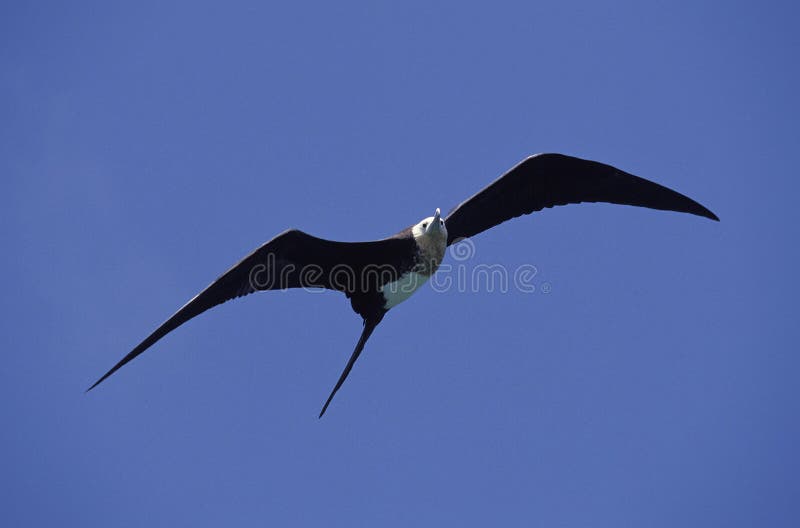 709 Magnificent Frigatebird Photos Free Royalty Free Stock Photos From Dreamstime
