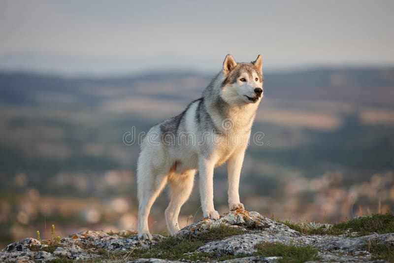 The magnificent gray Siberian husky stands on a rock in the Crimean mountains against the backdrop of the forest and mountains. A
