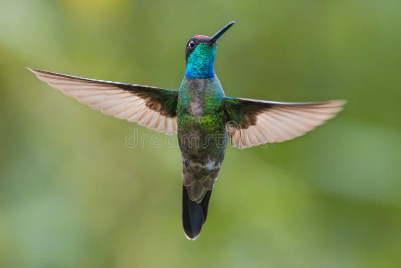 Magnificent Hummingbird in Costa Rica