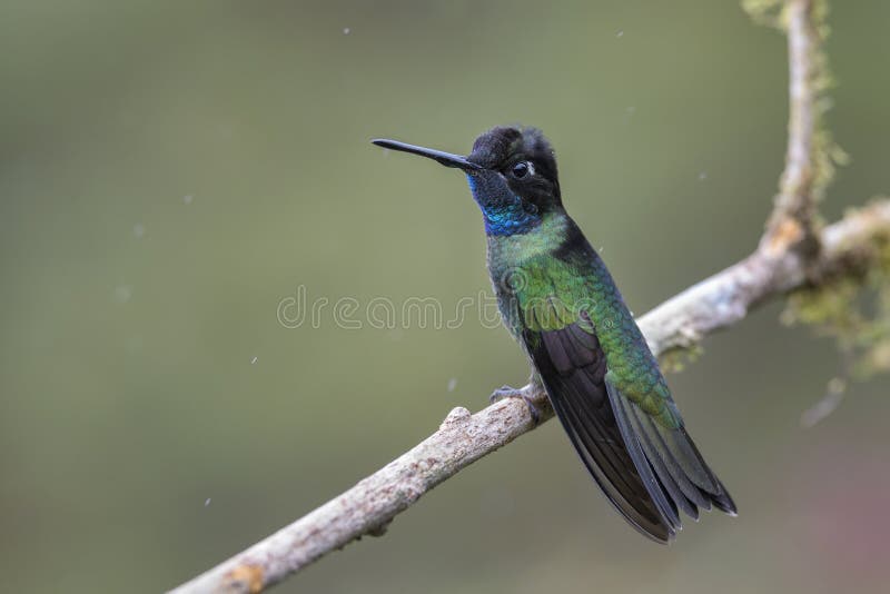 Magnificent Hummingbird - Eugenes fulgens. Beautiful colorful hummingbird from Central America forests, Costa Rica stock photography Magnificent Hummingbird - Eugenes fulgens. Beautiful colorful hummingbird from Central America forests, Costa Rica stock photography