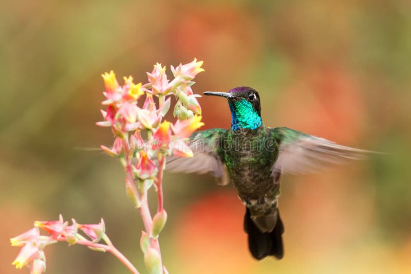 Magnificent Hummingbird hovering next to red flower, bird in flight, mountain tropical forest, Costa Rica