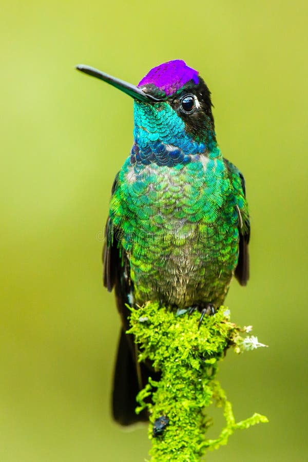 Magnificent Hummingbird