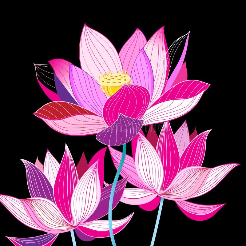 Magnificent illustration of beautiful lotuses