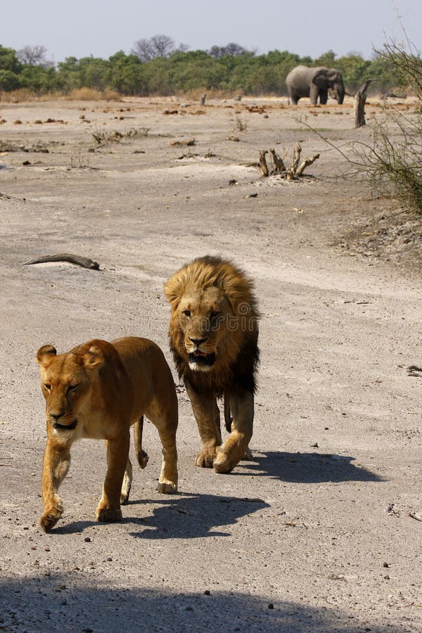 Magnificent Lion pride together