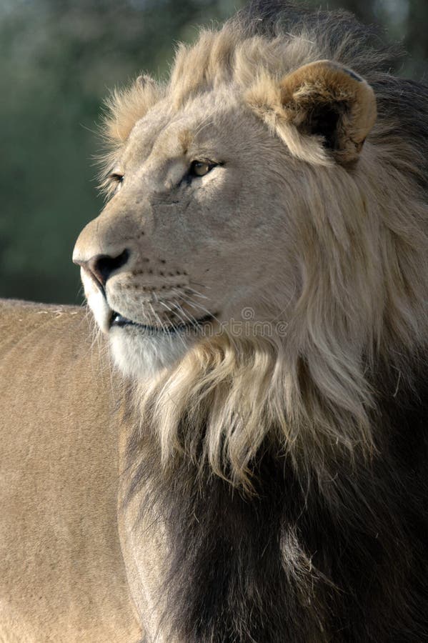 Magnificent Male Lion Picture Image 2330773