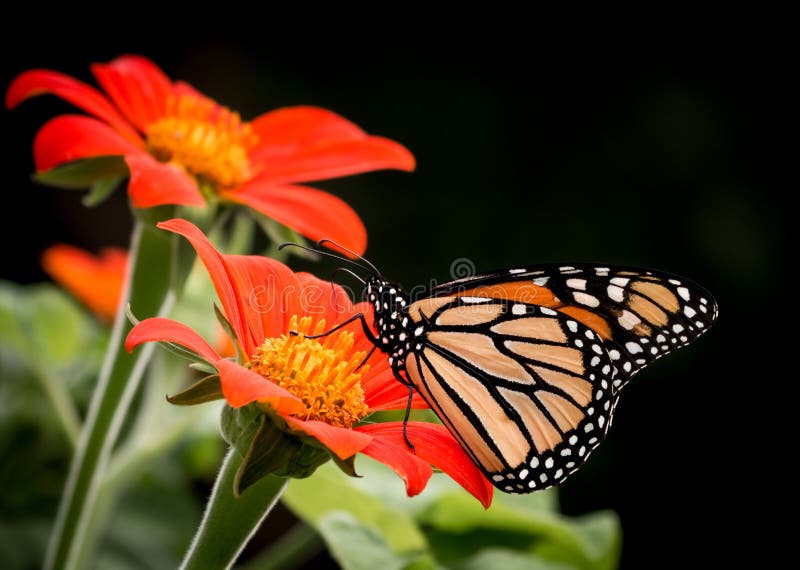 Magnificent Monarch on Beautiful Mexican Sunflowers