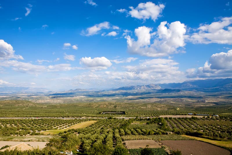 Magnificent panorama of olive groves stock photography