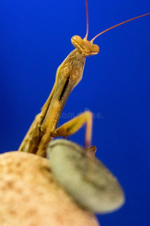 Praying Mantis stock image. Image of full, length, praying 125576357